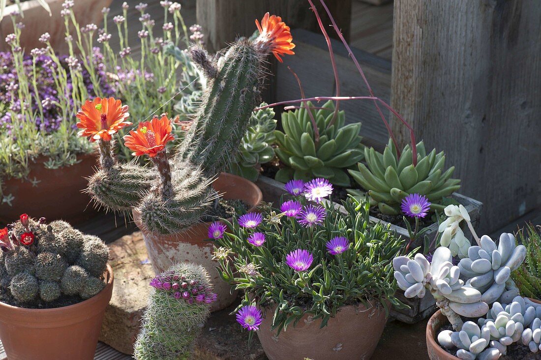 Cacti and succulents in the summer