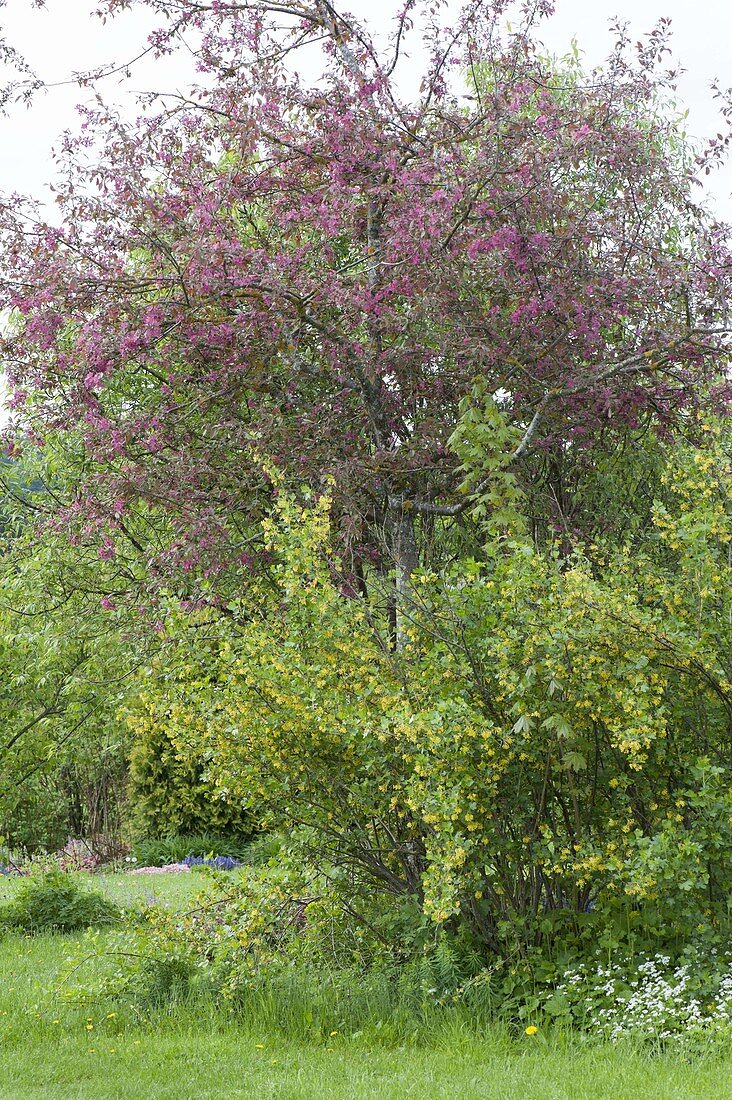 Malus (ornamental apple) behind Ribes aureum (golden currant) in a natural garden