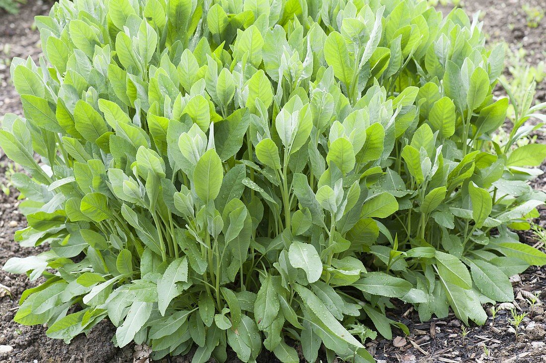 Peppermint (Lepidium latifolium)