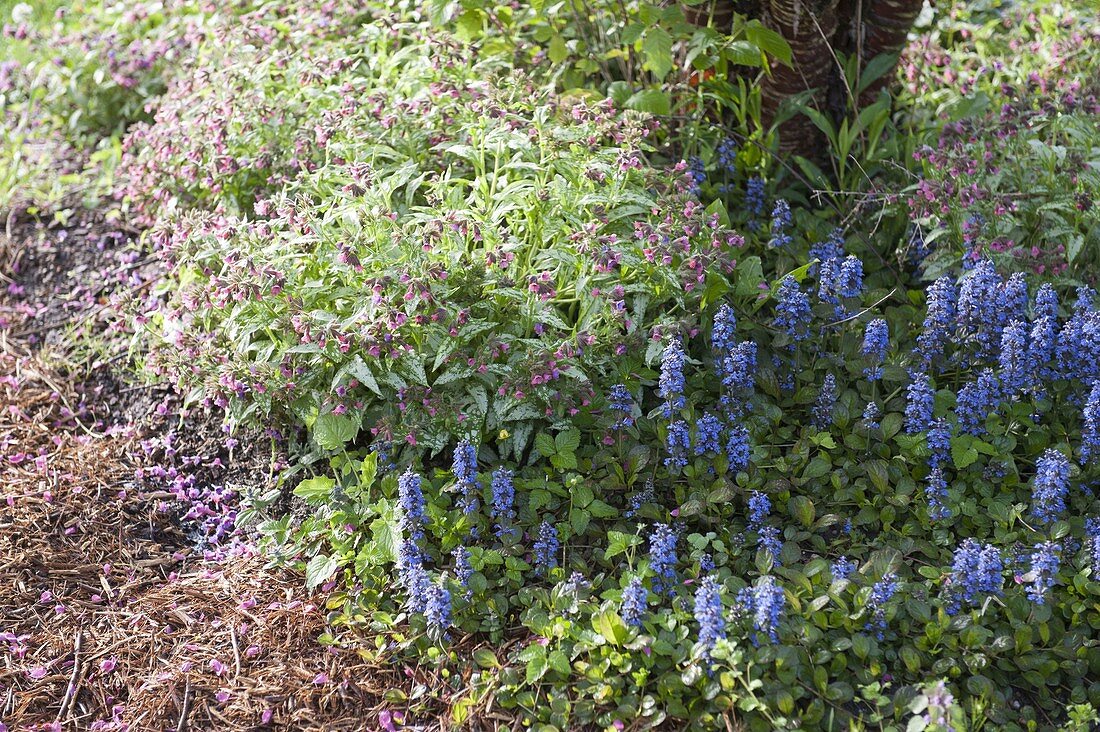 Pulmonaria 'Silver Bouquet' (lungwort) and Ajuga reptans (günsel)