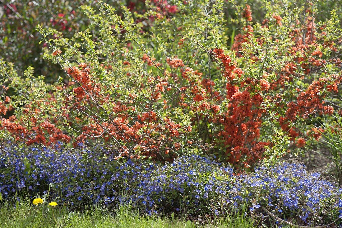 Veronica peduncularis 'Big Blue' (Veronica) und Chaenomeles japonica