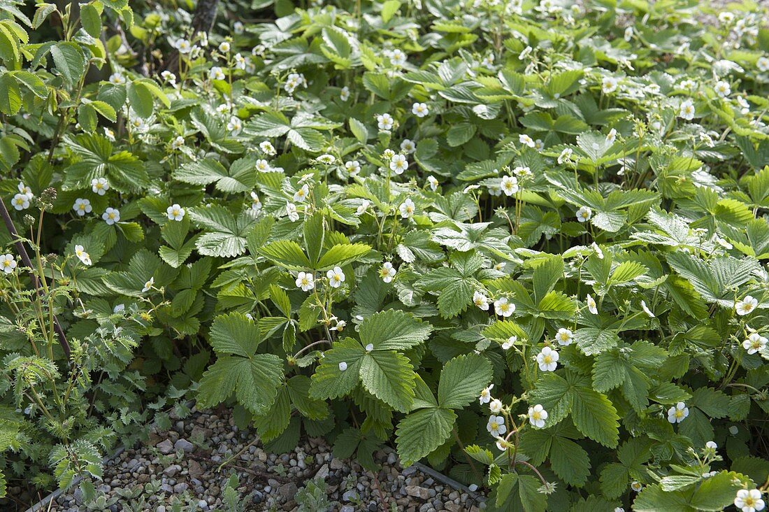 Flowering forest strawberries (Fragaria vesca) as ground cover