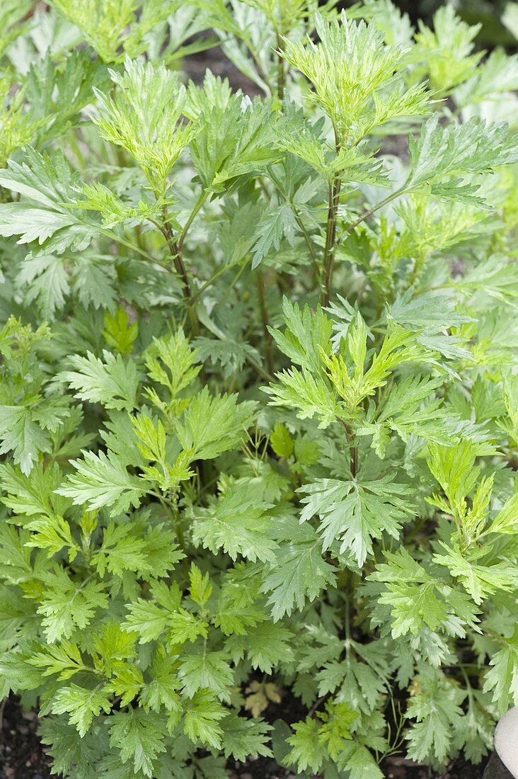 Gewöhnlicher Beifuß oder Gemeiner Beifuß (Artemisia vulgaris)