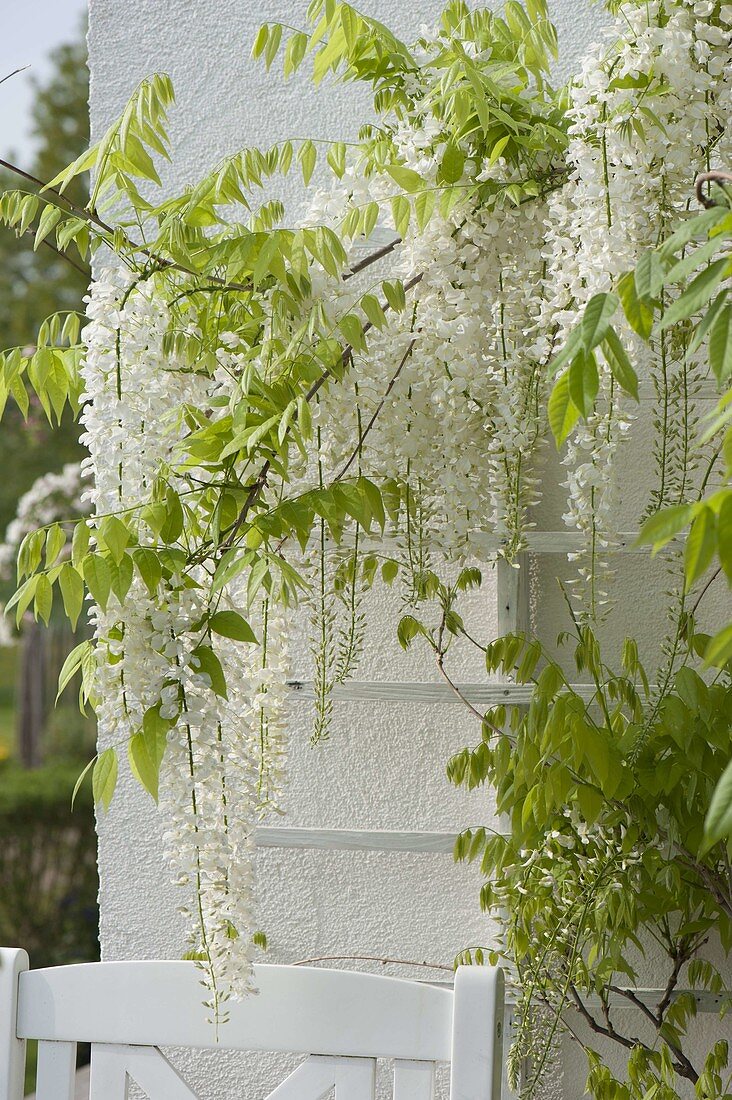 Wisteria floribunda 'Alba' (Weisser Blauregen)