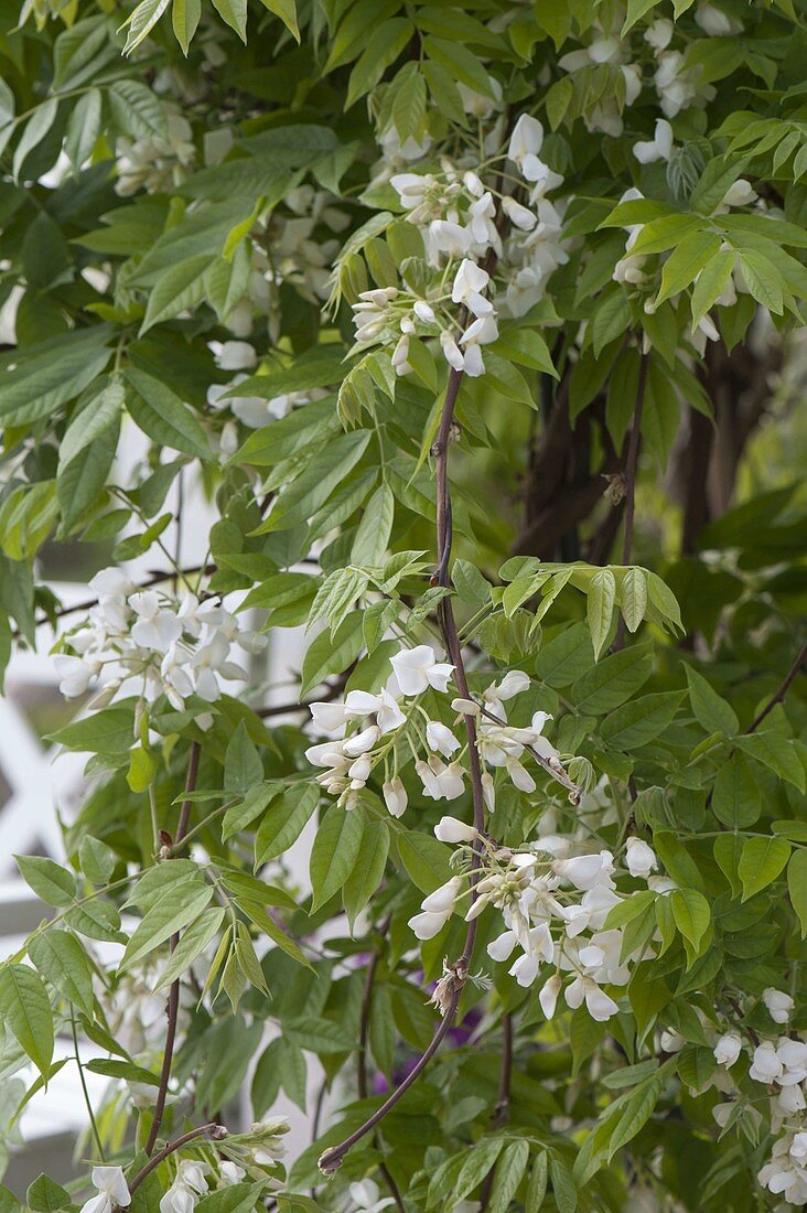 Wisteria sinensis 'Alba' (White Blue Rain)