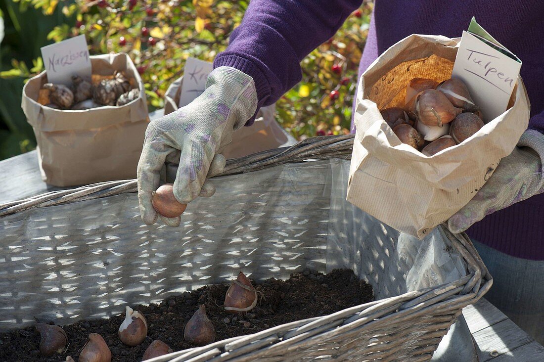 Plant basket with flower bulbs in layers