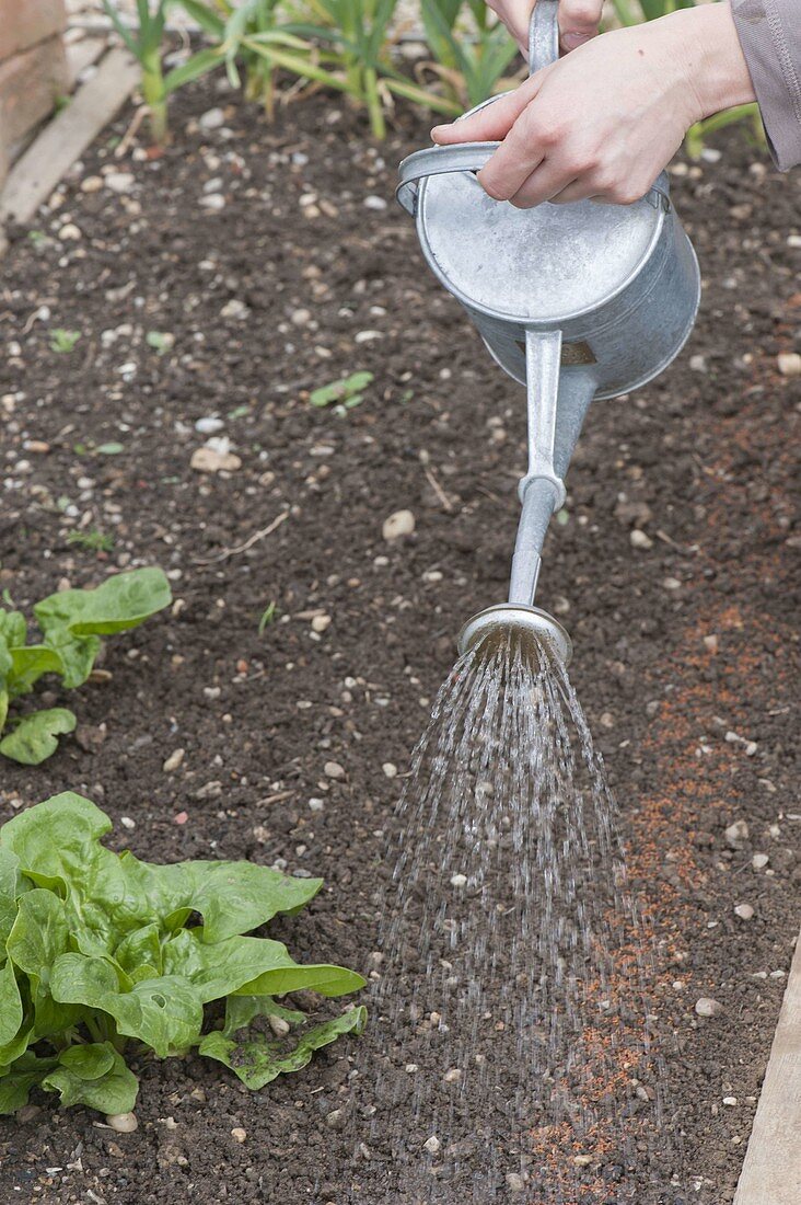 Sowing cress in the vegetable garden