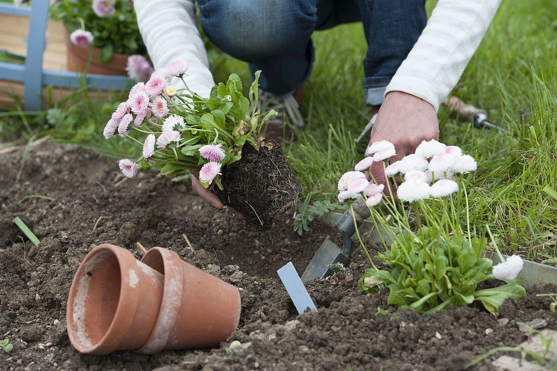 Planting border with daisy as bed edging