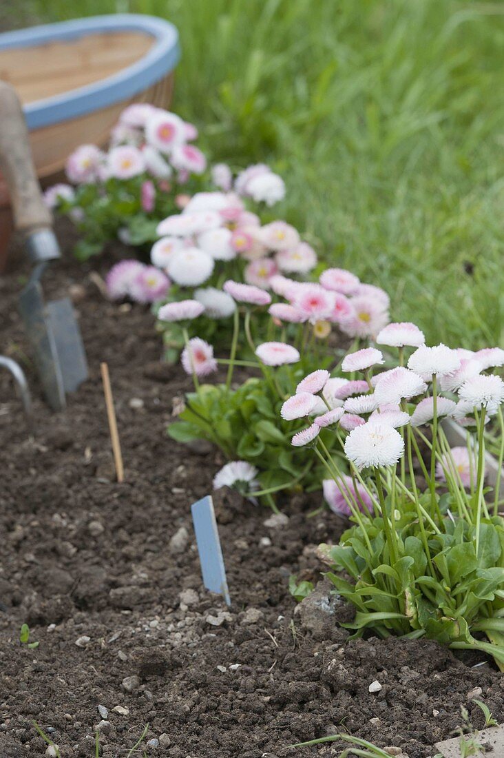 Plant border with daisy as bed edging