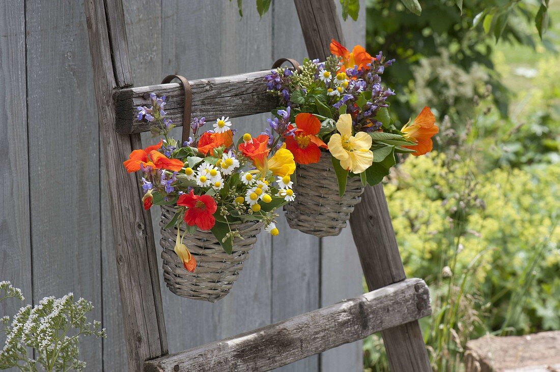 Tropaeolum, chamomile, sage