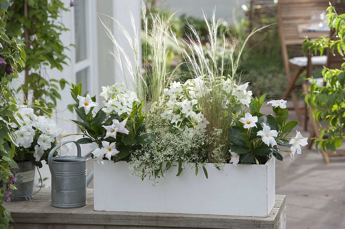 Weiß bepflanzter Kasten: Mandevilla 'Rio White' (Dipladenie), Nicotiana