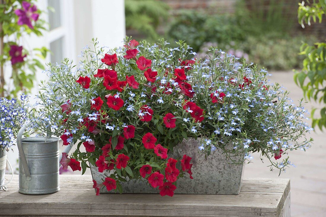 Zink-Kasten mit Lobelia Hot 'White Spot' (Männertreu) und Petunia