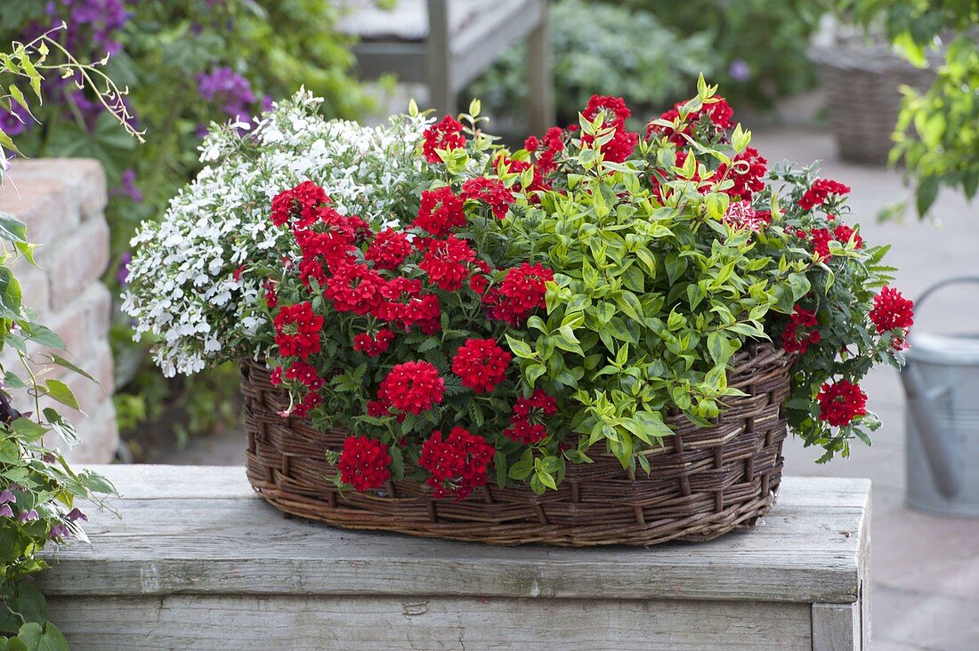 Basket box with Verbena Estrella 'Voodoo Red' (Vervain), Lobelia Hot