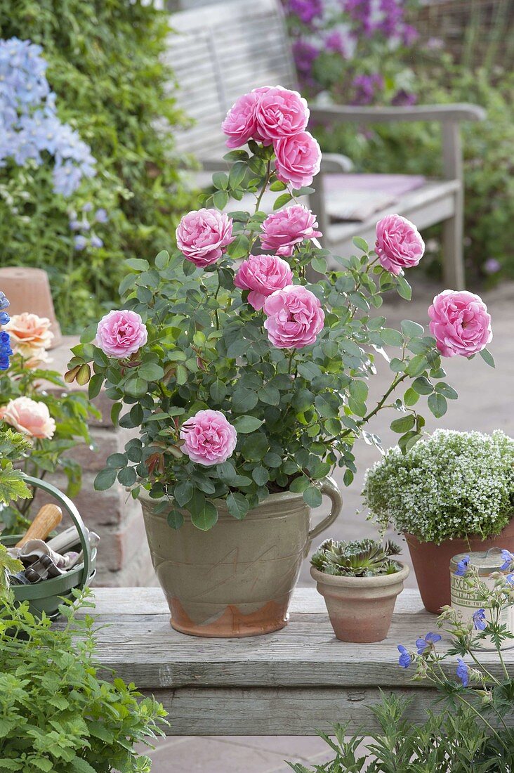 Rosa 'Leonardo da Vinci' (Nostalgia Rose), repeat flowering, hardy