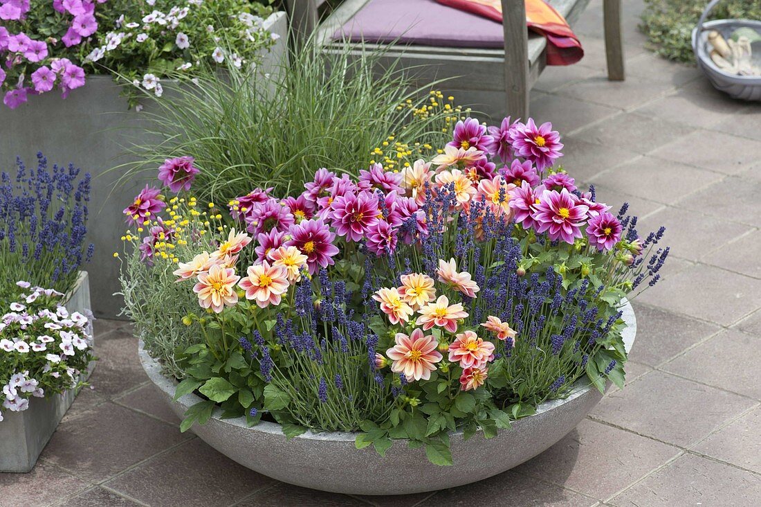 Bowl of lavender 'Hidcote Blue', Dahlia Dreamy