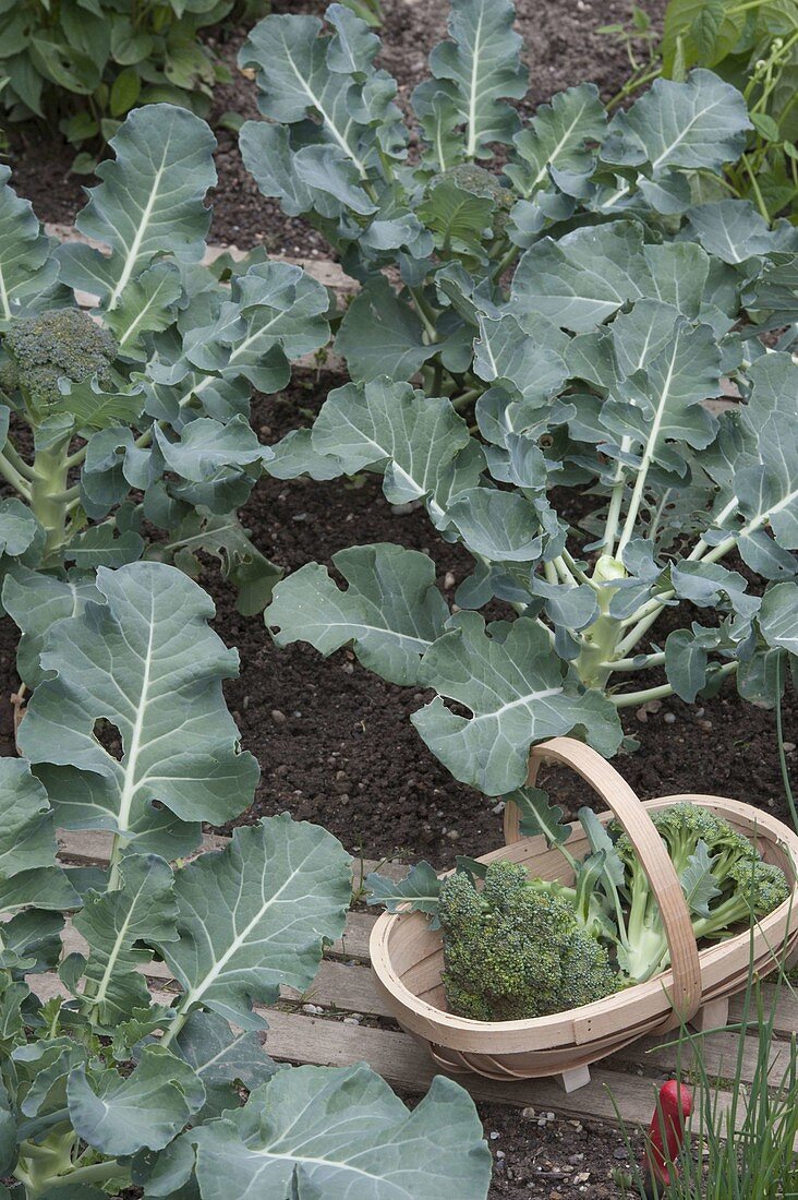 Ernte von Brokkoli (Brassica oleracea var. italica)