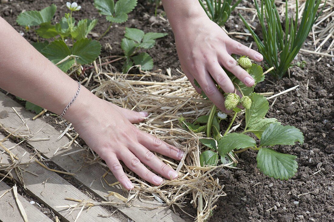 Planting mixed culture bed with strawberries and onions