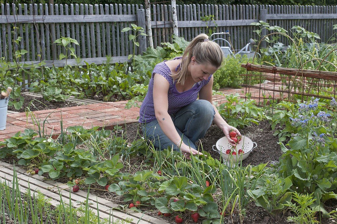 Plant mixed culture bed with strawberries and onions