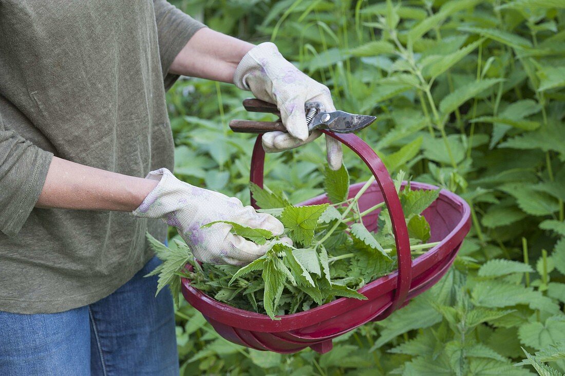 Put freshly harvested young nettles (Urtica dioica) in basket