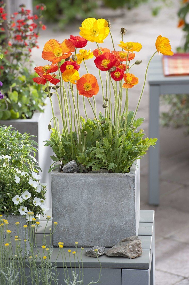 Papaver nudicaule 'garden gnome' (Iceland poppy)