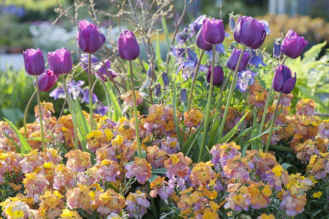 Spring bed with Tulipa 'Negrita' (tulips) and Erysimum Poem 'Mandarin'.