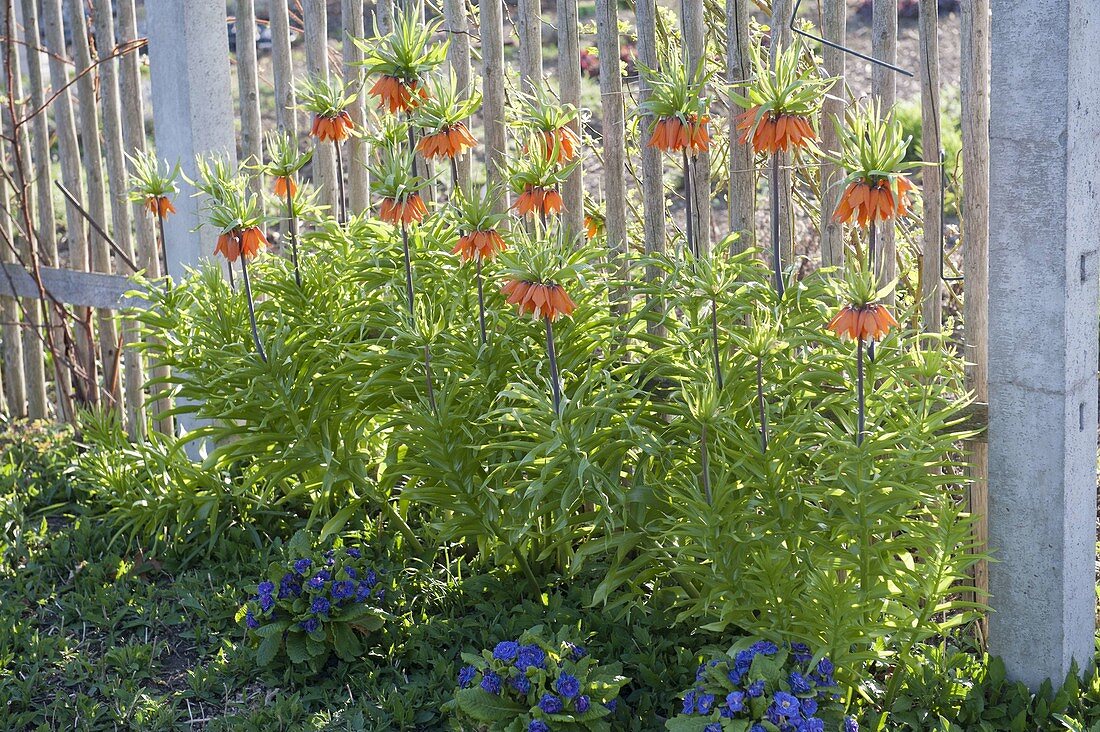 Fritillaria imperialis 'Premier' (Kaiserkronen) vor hölzernem Gartenzaun