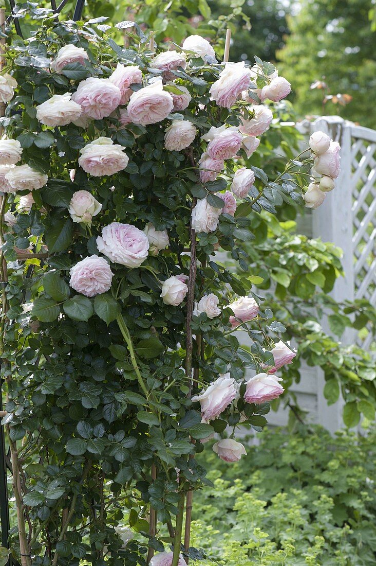 Rosa 'Pierre de Ronsard' syn 'Eden 85' (Nostalgierose)