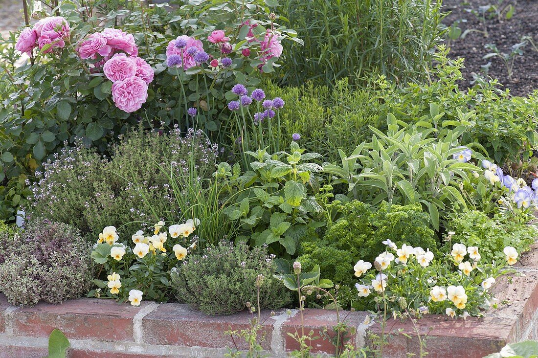 Walled raised bed with herbs and edible flowers