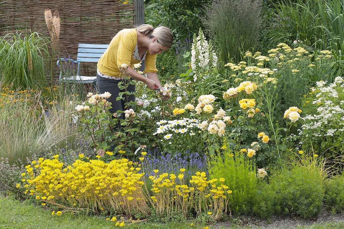 White-yellow border with roses and perennials