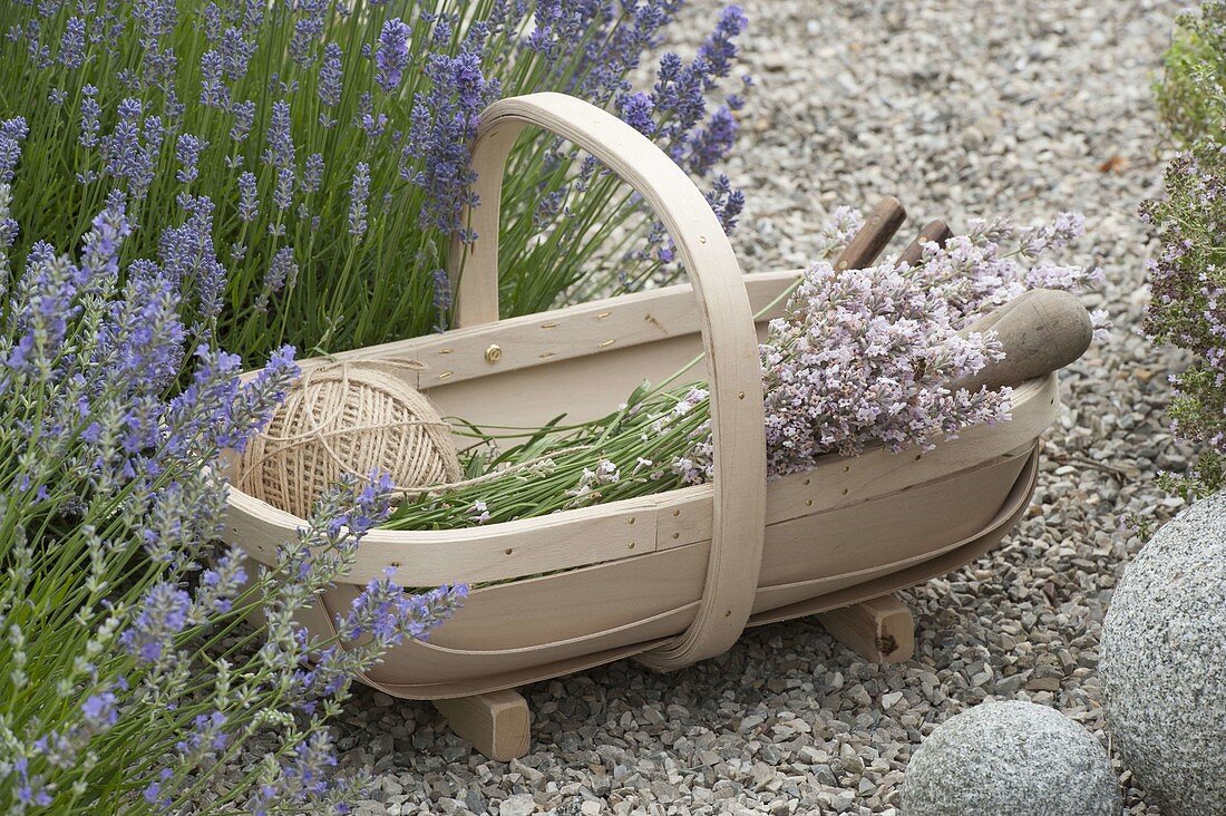 Basket with freshly cut lavender (Lavandula) at the border