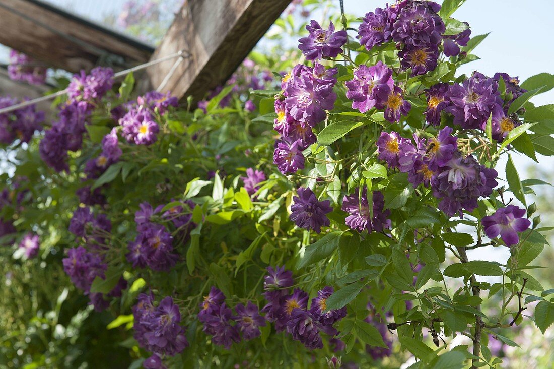 Rosa 'Veilchenblau' (Rambler-Rose), duftend, ohne Stacheln