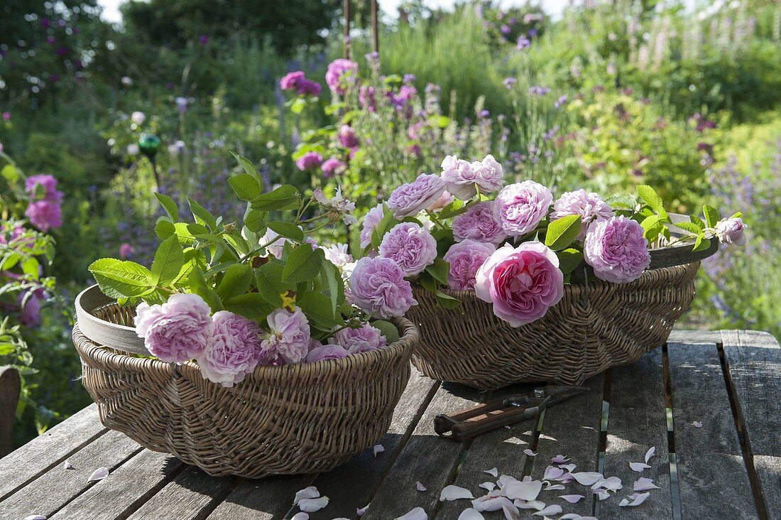 Baskets of freshly cut Rosa 'Sir Walter Raleigh' (English Rose)