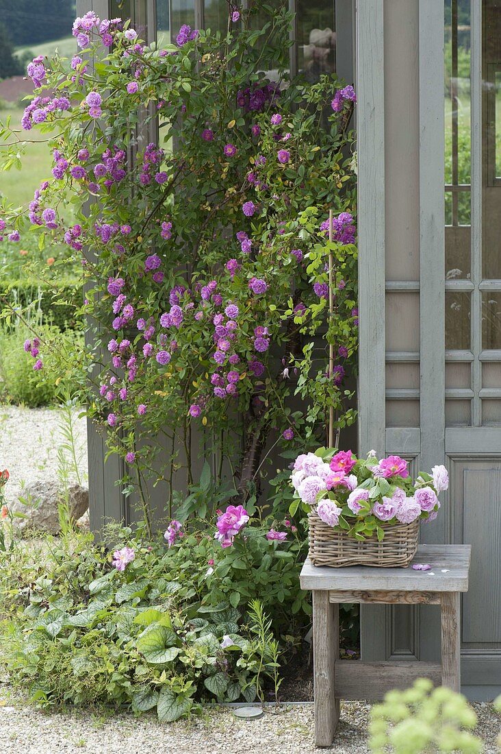 Rose 'Taunusbluemchen' at the teahouse