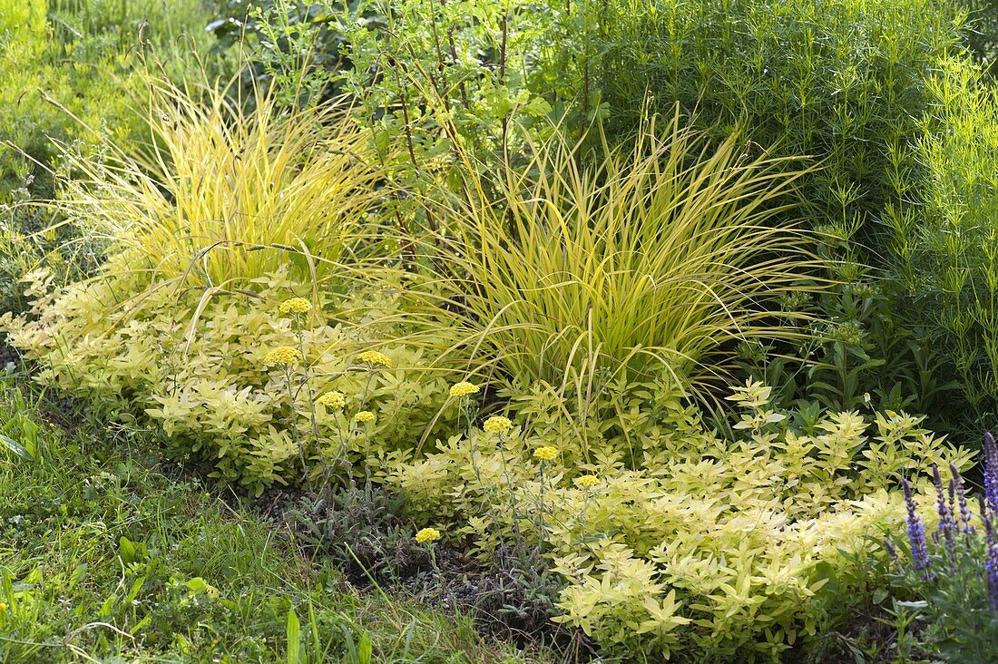 Gelbes Beet mit Gold-Oregano 'Aureum' (Origanum), Achillea (Schafgarbe)