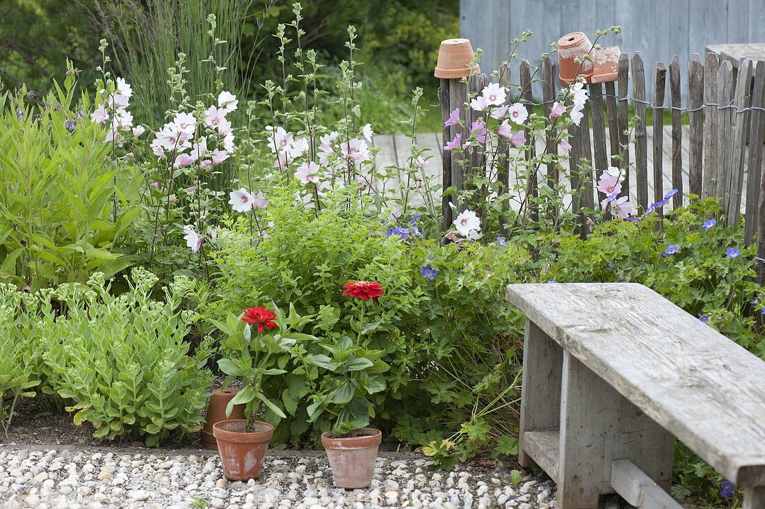 Beet mit Lavatera (Buschmalve), Zitronenmelisse (Melissa), Geranium