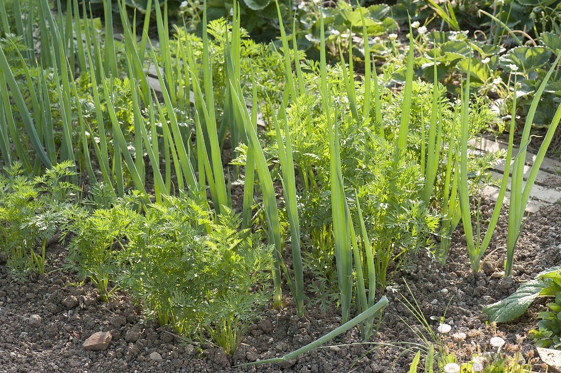 Mixed culture of carrots (Daucus carota) and onions