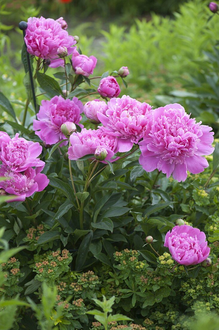 Paeonia officinalis 'Rosea Plena' (Peonies)