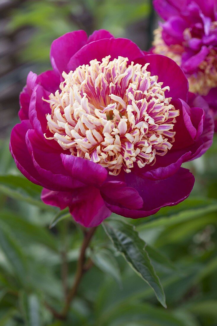 Paeonia lactiflora 'Aztec' (Peony)