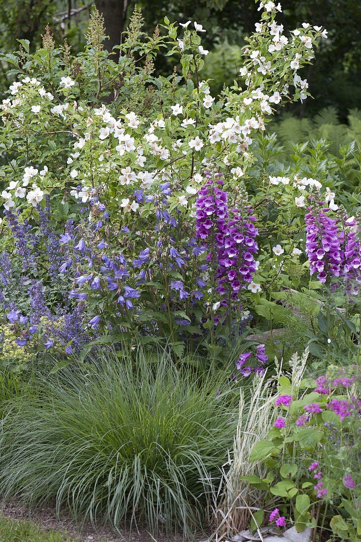 Bed with Philadelphus 'Belle Etoile' (whistling bush, peasant jasmine), Campanula