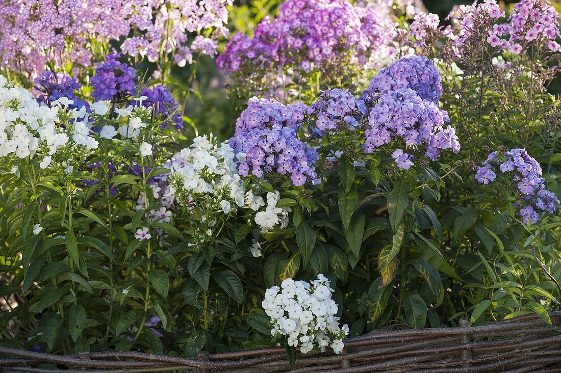 Scented border with Phlox paniculata 'Blue Boy' blue, 'Pax' white, 'Miss Pepper'