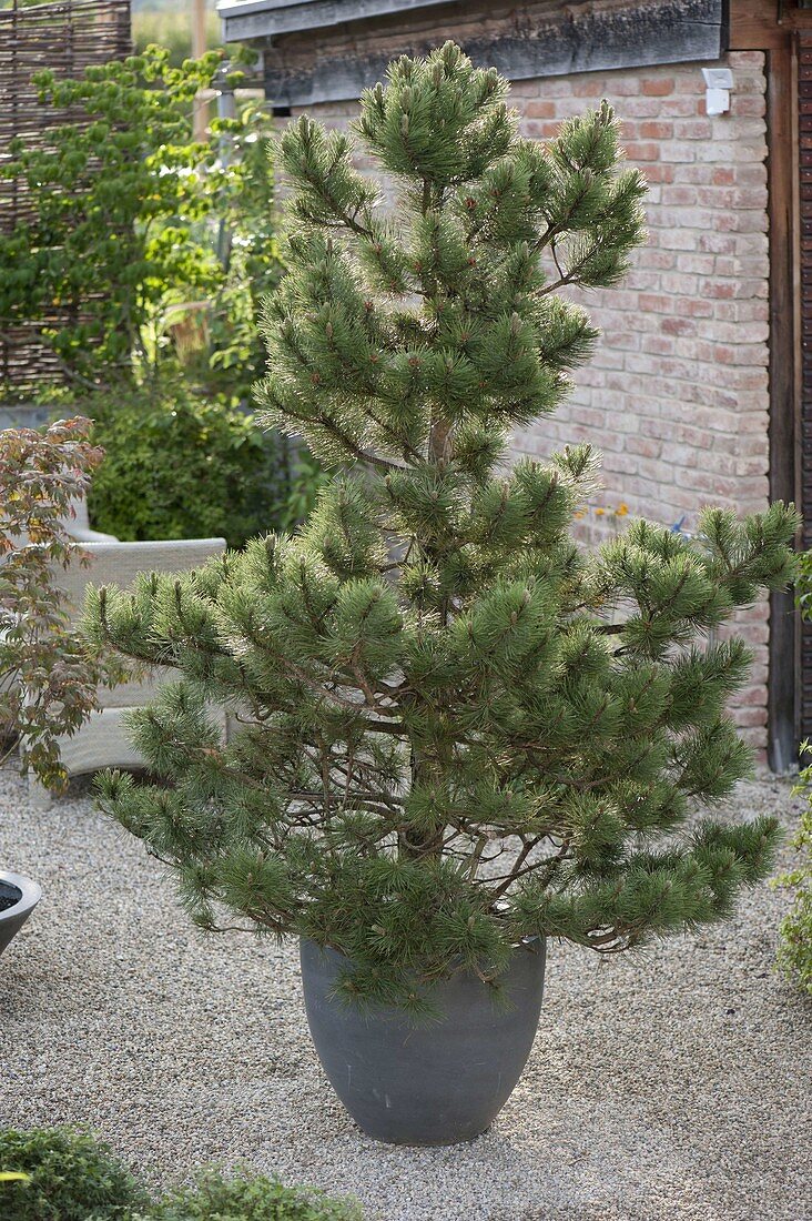 Pinus austriaca (Schwarzkiefer) im Stile von Zen-Gärten geschnitten