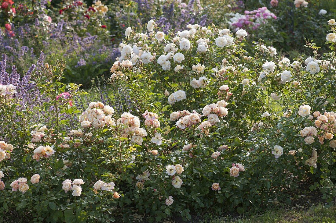 Rosa 'Bordure Nacreè'-low bedding rose small-flowered-ofter-flowering-no fragrance