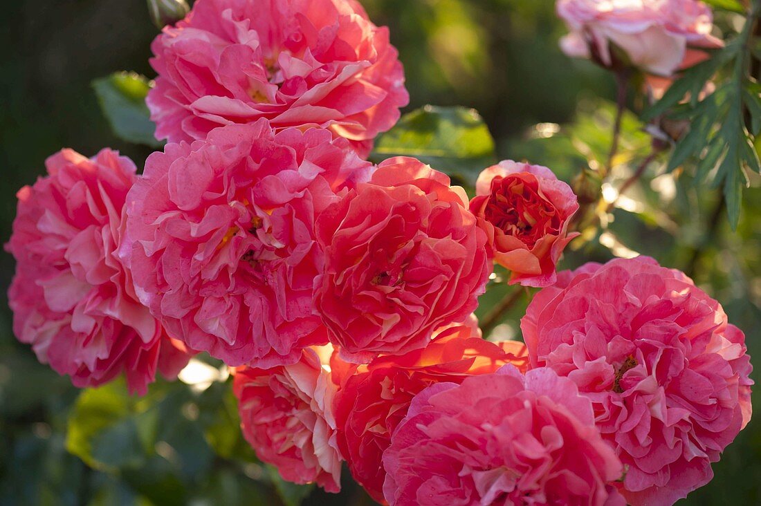 Rosa 'Gebrüder Grimm' syn. 'Joli Tambour' - fairytale rose by Kordes