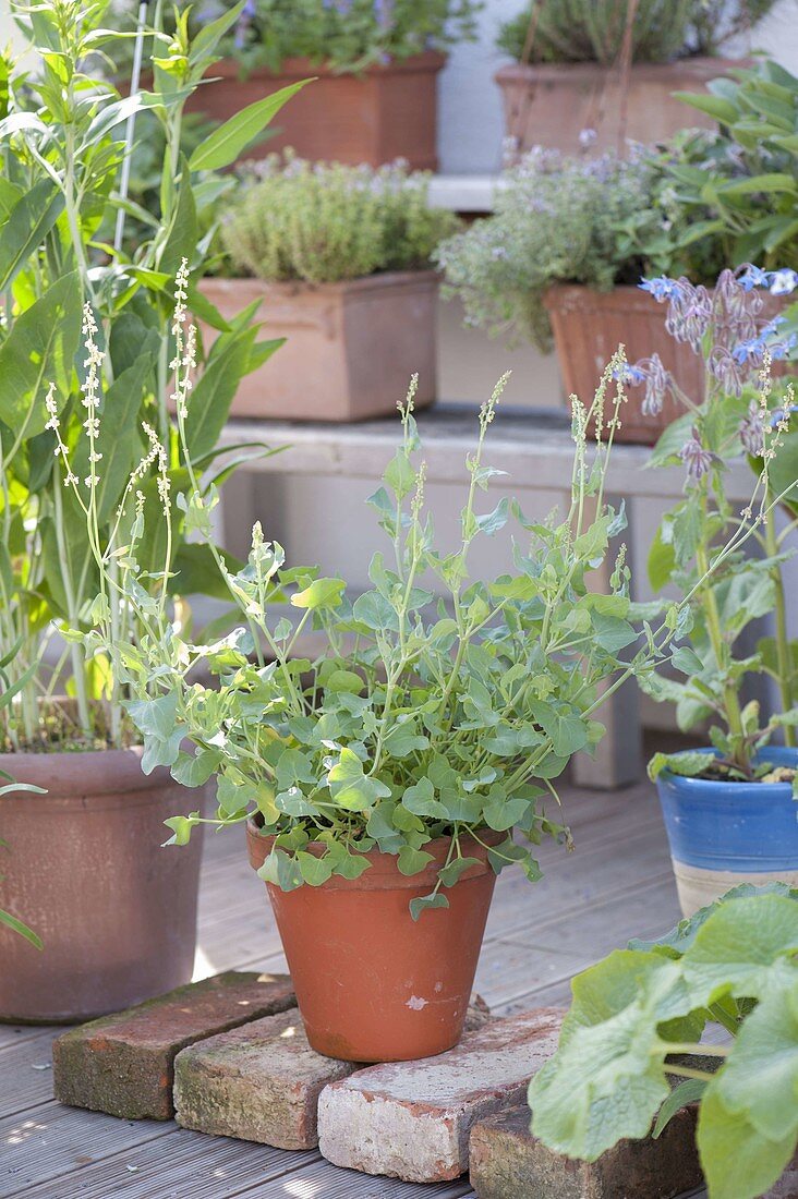 Roman dock (Rumex scutatus) used as a soup seasoning