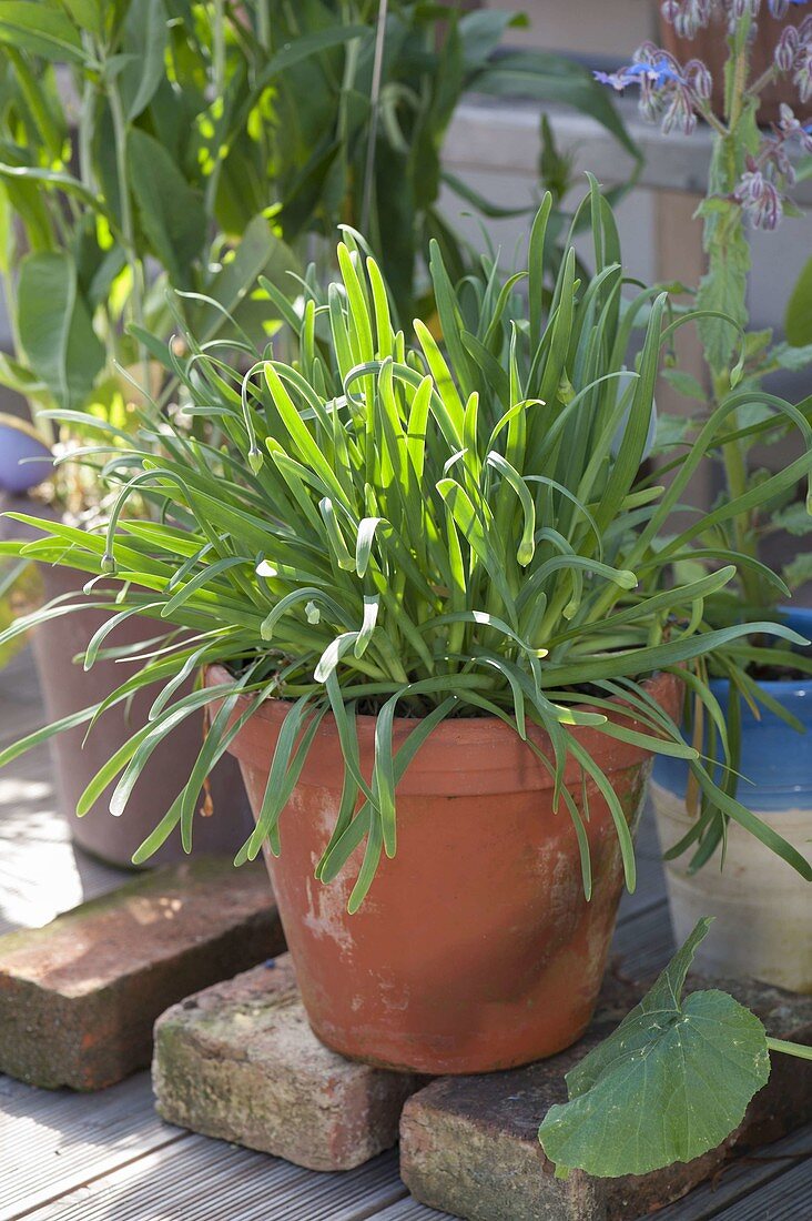 Tulbaghia violacea (Cape lily, wild garlic, cut garlic) in clay pot