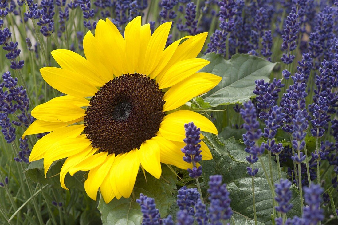 Helianthus annuus 'Pacino' (Sunflower) in lavender (Lavandula)