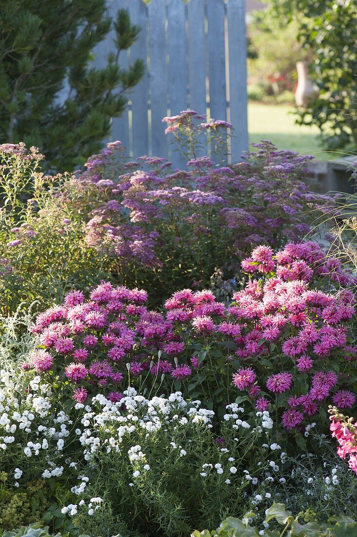 Monarda fistulosa 'Pink Lace' (Indian nettle), Achillea ptarmica 'Gypsy White'