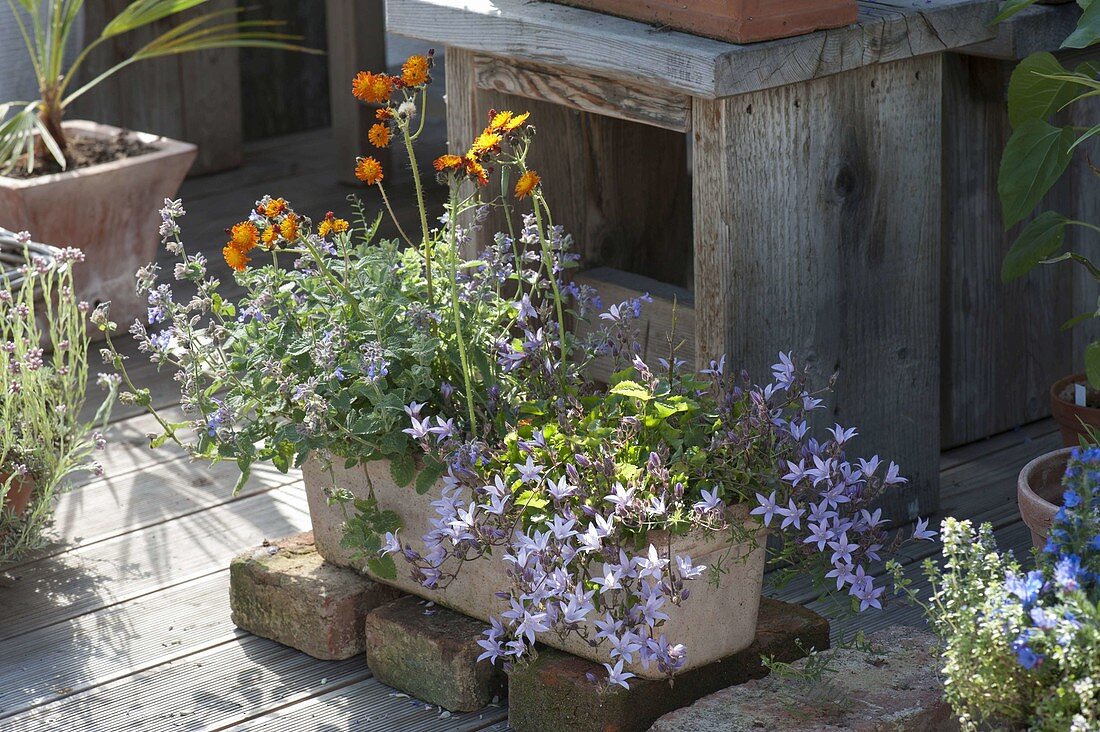 Terrakottakasten mit Nepeta (Katzenminze), Hieracium aurantiacum