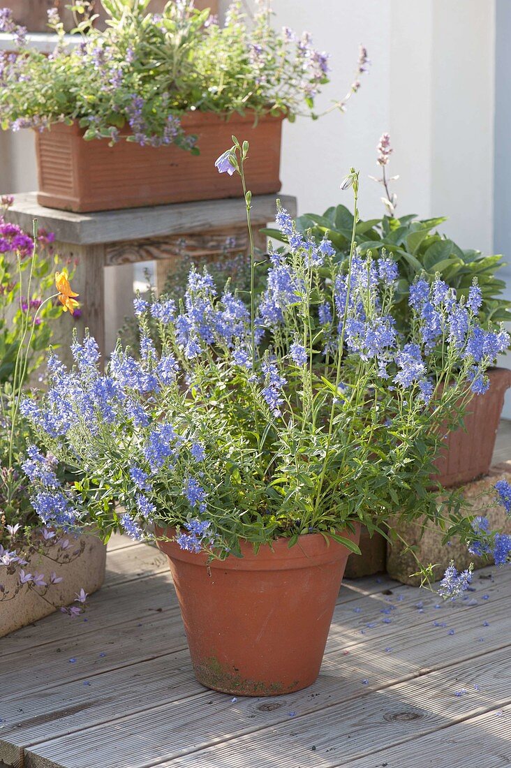 Veronica prostrata (Flacher Ehrenpreis) in Tontopf