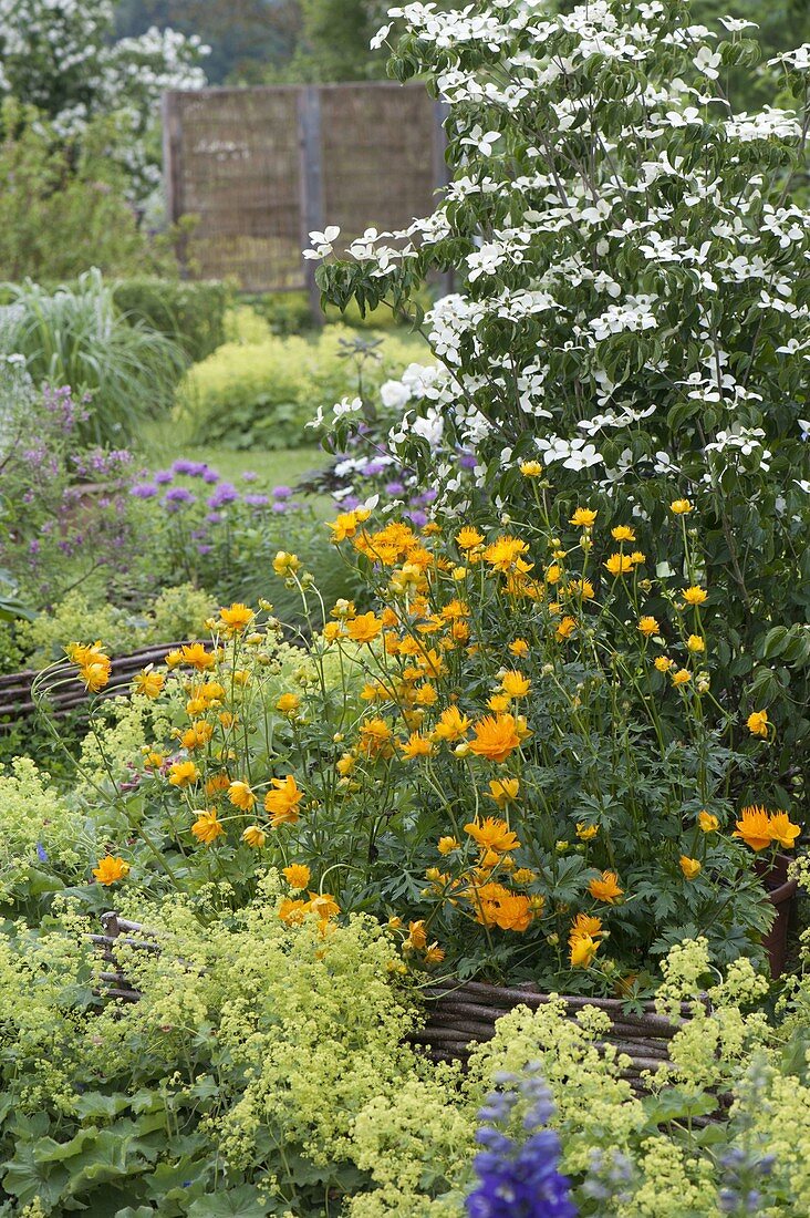 Trollius chinensis 'Golden Queen' (Troll flowers), Cornus kousa var chinensis '